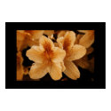 Orange Flower 2: Black Border posters by derfs Orange Flower 2: Black Border posters