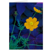 orange flower against purple foliage cards