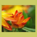 Orange Flower Bud in the Evening Sun photography