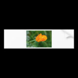 Orange Flower bumper stickers