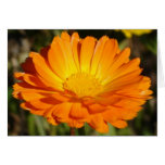 orange flower greeting cards