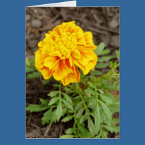 Orange Flower Cards by Liquid_Plaid Orange Flower Cards