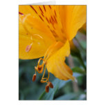 Orange Flower Closeup Card