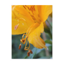 Orange Flower Detail Postcard