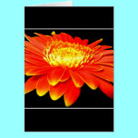 Orange Flower (Gerbera Daisy?) cards