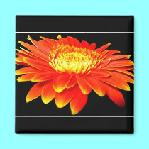 Orange Flower (Gerbera Daisy?) magnets by Artists4God Orange Flower (Gerbera Daisy?) magnets