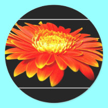 Orange Flower (Gerbera Daisy?) stickers