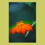 Orange Flower in Summer posters