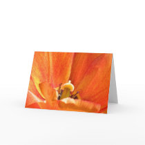 Orange flower macro cards