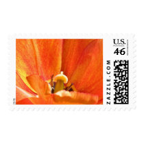 Orange flower macro stamps