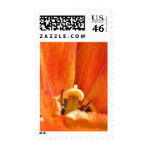 Orange flower macro stamps
