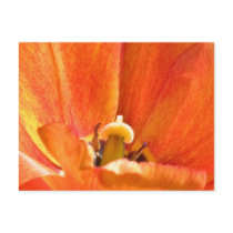 Orange flower macro postcards