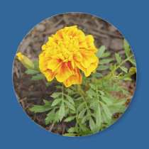 Orange Flower magnet magnets