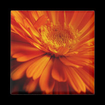Orange Flower Magnet