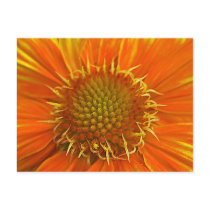 Orange Flower postcards