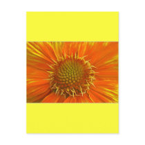 Orange Flower postcards