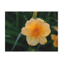 Orange Flower postcards by fivefourdesigns Orange Flower postcards