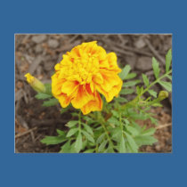 Orange Flower postcards