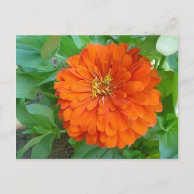 Flowers Postcards