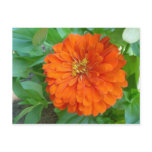 Orange Flower