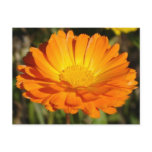 orange flower post cards