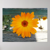 Orange flower poster
