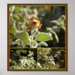 orange flower posters