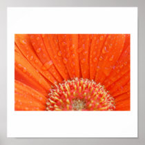 orange flower posters