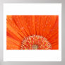 orange flower posters