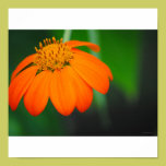 Orange Flower posters