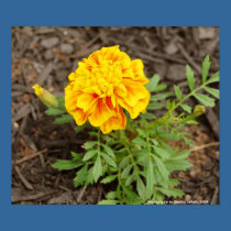Orange Flower posters