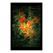 orange flower posters by feonajen orange flower posters
