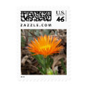 Orange Flowering Cactus Small Postage postage