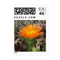 Orange Flowering Cactus Small Postage postage