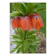 Orange Flowers at the Gardens card