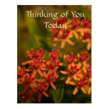 Orange Flowers Postcard