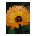 Orange Fluff Post Card