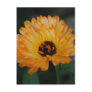 Orange Fluff Post Card