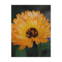 Orange Fluff postcards
