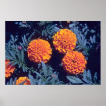 Orange French Marigold (Tagetes Patula) flowers Poster