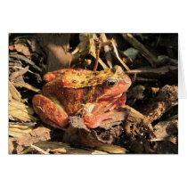 Orange Frog Card
