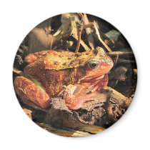 Orange Frog Magnet