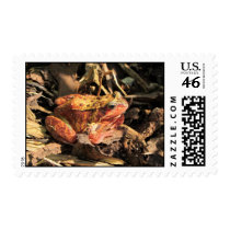 Orange Frog Postage Stam[