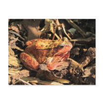 Orange Frog Postcard