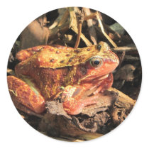 Orange Frog Stickers