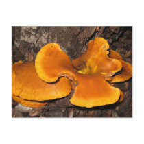 Orange Fungus Postcards