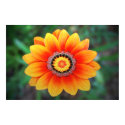 Orange Gazania posters by janinehewlett Orange Gazania posters