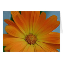 Orange Gerber Daisy Greeting Card