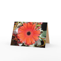 Orange Gerber Daisy Greeting Cards