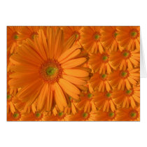 Orange Gerber Daisy Greeting Cards
